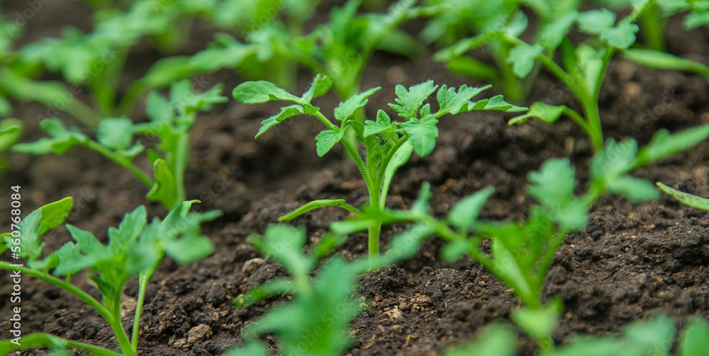 Tomato seedlings in a greenhouse. Selective focus. Tomato seedlings in a greenhouse. Selective focus.