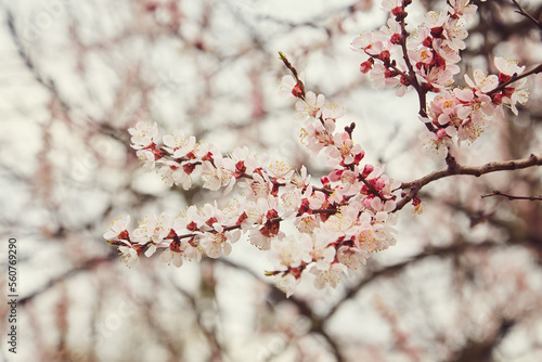 Selective focus of beautiful branches of white Cherry blossoms on the tree under blue sky, Beautiful Sakura flowers during spring season in the park, Floral pattern texture