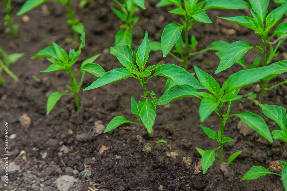 Pepper seedlings in a greenhouse. Selective focus. Pepper seedlings in a greenhouse. Selective focus.