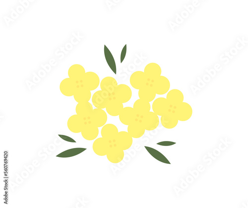 Fresh canola flowers of  rapeseed flowers on a white isolated background logo design.  Rape (Brassica napus, rapeseed, oil seed, canola). Natural yellow floral vector design and illustration.
