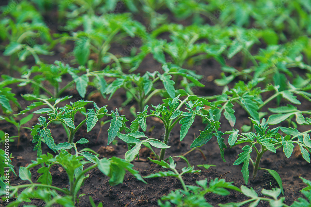 Tomato seedlings in a greenhouse. Selective focus. Tomato seedlings in a greenhouse. Selective focus.
