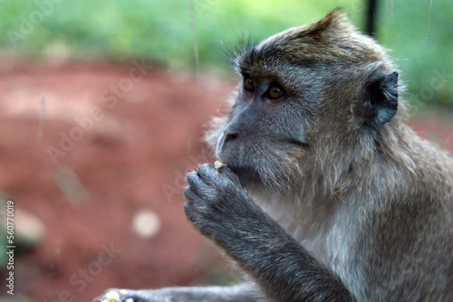 close up of a monkey facing sideways while eating a snack at the zoo