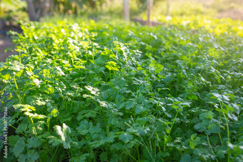 Coriander leaves in vegetables garden for health, food and agriculture concept design. Garden view.
