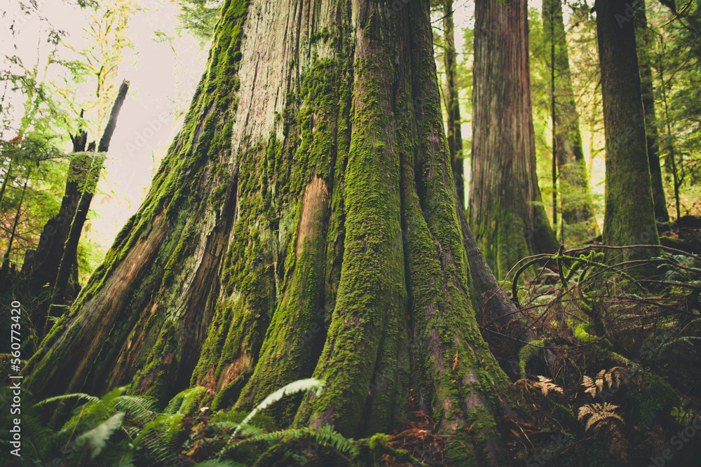Old growth forest in British Columbia, Canada. Old growth forest in British Columbia, Canada.