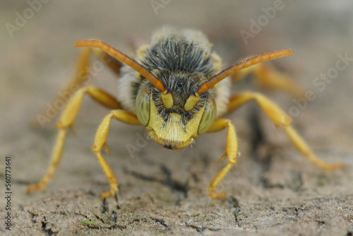 Closeup on a colorful yellow face of the male Lathbury's Nomad bee, Nomada lathburiana