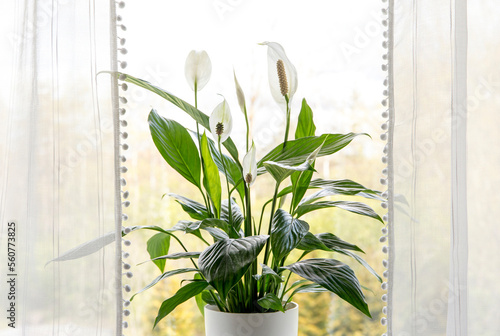 Air puryfing house plants in home concept. Spathiphyllum are commonly known as spath or peace lilies growing in pot in home room and cleaning indoor air. photo