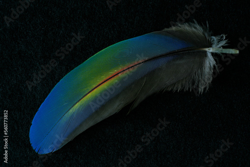 Green-winged Macaw feather photo