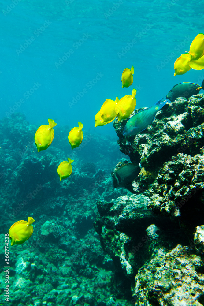 Yellow tang, Hulopo`e Marine LIfe Conservation District, Lana`i, Hawai`i Yellow tang, Hulopo`e Marine LIfe Conservation District, Lana`i, Hawai`i