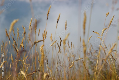 grass and rays of the sun