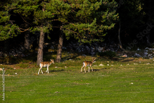Fototapeta Naklejka Na Ścianę i Meble -  Fallow deers in La Garrotxa, Girona, Pyrenees, northern Spain. Europe