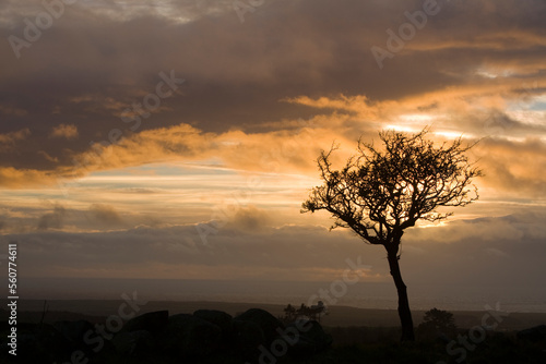 A hawthorn tree and storm clouds above the Cumbrian west coast UK. photo