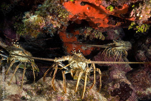 Spiny lobsters  (Panulirus argus) on a coral reef in the Florida Keys photo