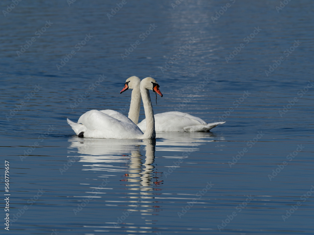 Höckerschwan, Cygnus olor Höckerschwan, Cygnus olor