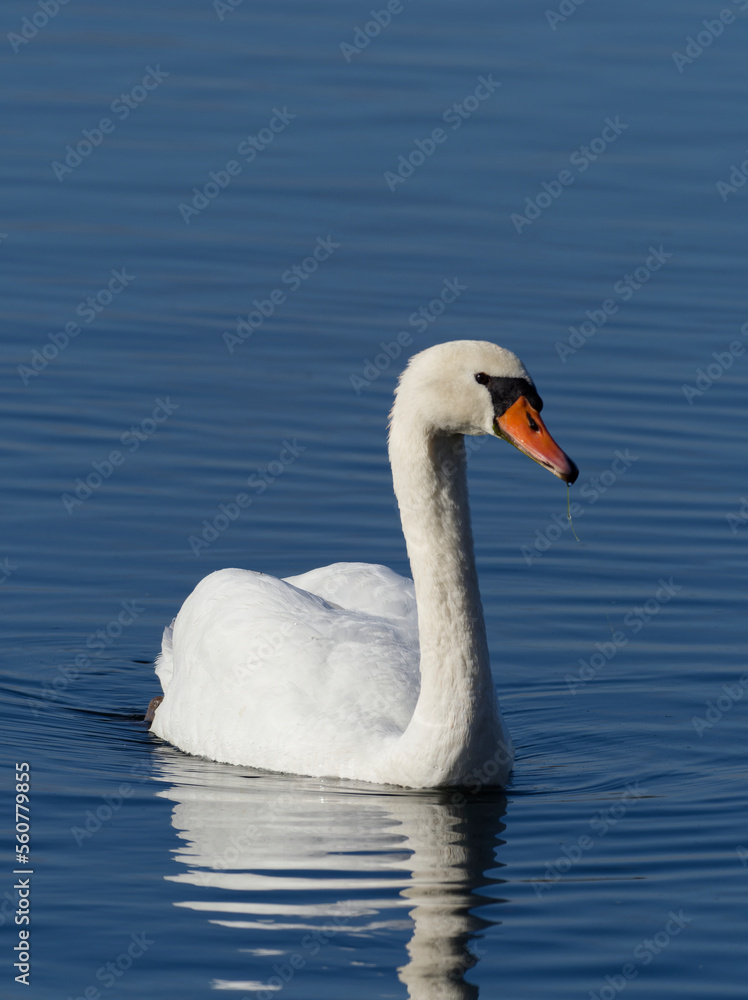 Höckerschwan, Cygnus olor