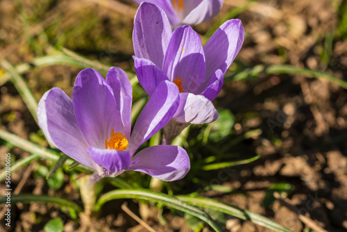 Close-up of gorgeous purple flowering crocuses in a meadow on a sunny spring day