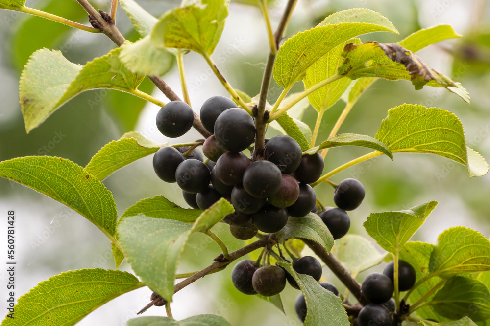 Common Buckthorn Fruit Or Berries On The Shrub In August Common Buckthorn Fruit Or Berries On The Shrub In August