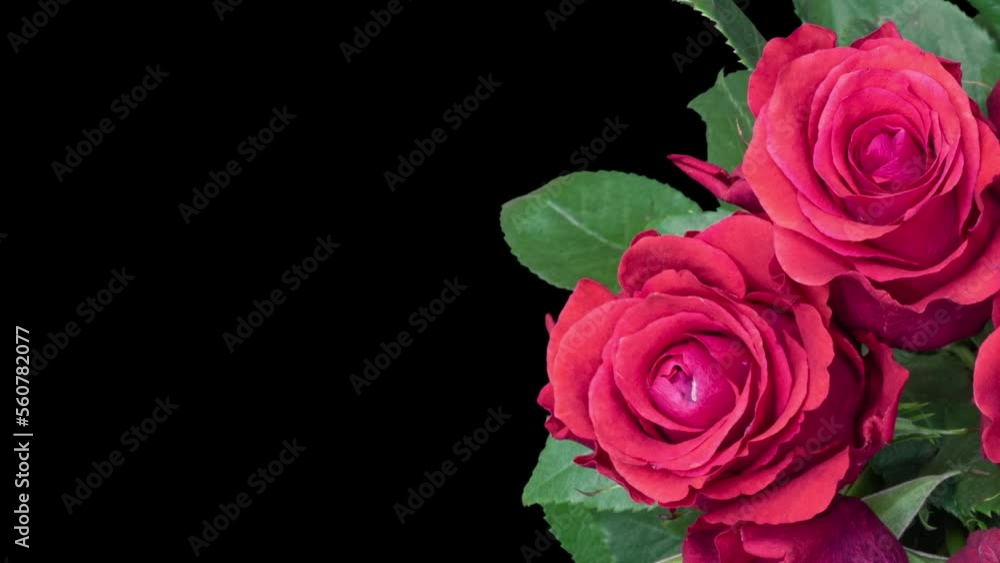 Bouquet of red roses on a black background. Time lapse, close-up. Wedding background, Valentine's day concept. There is space for text Bouquet of red roses on a black background. Time lapse, close-up. Wedding background, Valentine's day concept. There is space for text