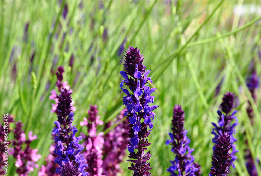 Fototapeta premium Blooming purple meadow or Mealy cap sage. Salvia farinacea. blurred soft background. lush green grass. summer garden scene. bright light. Victoria blue. gardening and landscaping concept