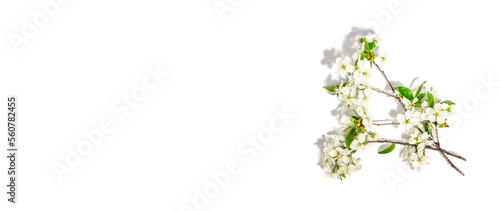 Blooming cherry branches isolated on white background. Festive greeting card