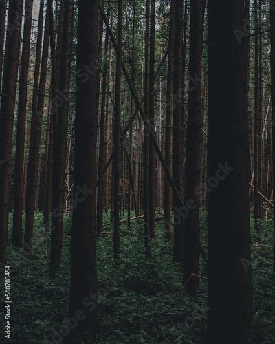 forest in the morning