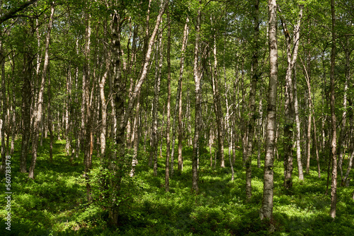 Naturschutzgebiet "Rotes Moor" im Biosphärenreservat Rhön, Hessen, Deutschland