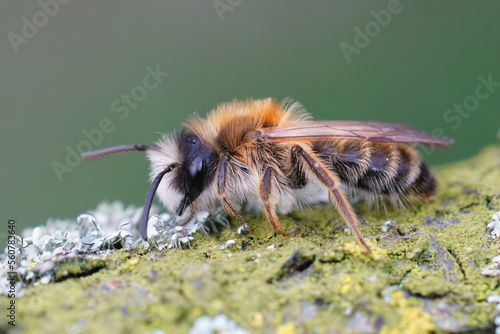 Closeup of a male of the White-bellied Mining Bee, Andrena gravida photo