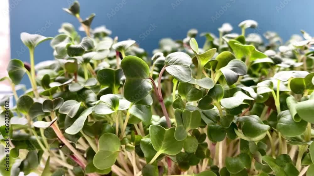 radish microgreen close up healthy food proper nutrition greenery fresh juicy plants radish microgreen close up healthy food proper nutrition greenery fresh juicy plants