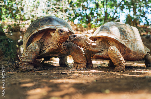 Bild auf Leinwand Couple of Aldabra giant tortoises endemic species - one of the largest tortoises in the world in zoo Nature park on Mauritius island