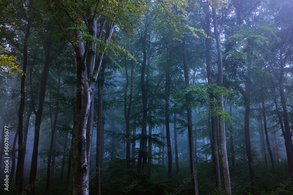 Wald im Nabel 