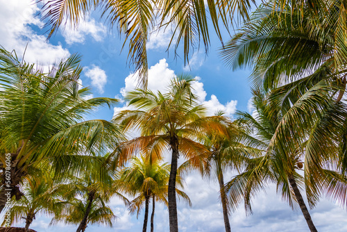 Coconut palm trees against blue sky on Caribbean Island.