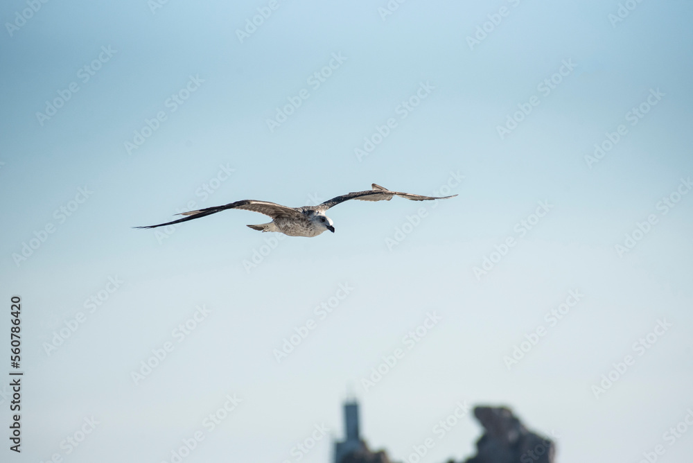 Different seagulls flying over the port sky Different seagulls flying over the port sky