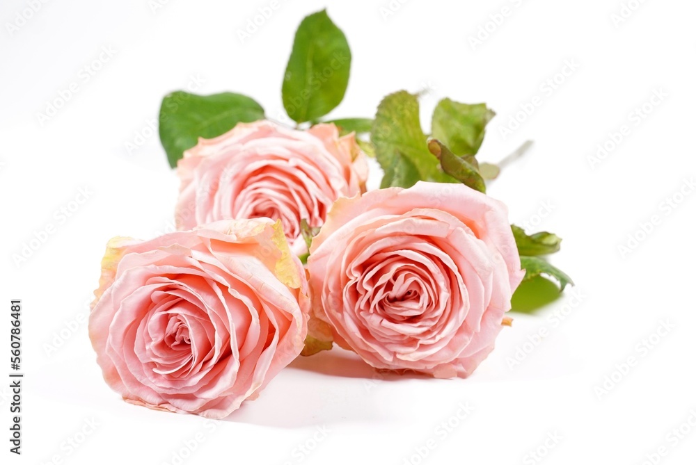 Naklejka premium Rose Rosenblüten