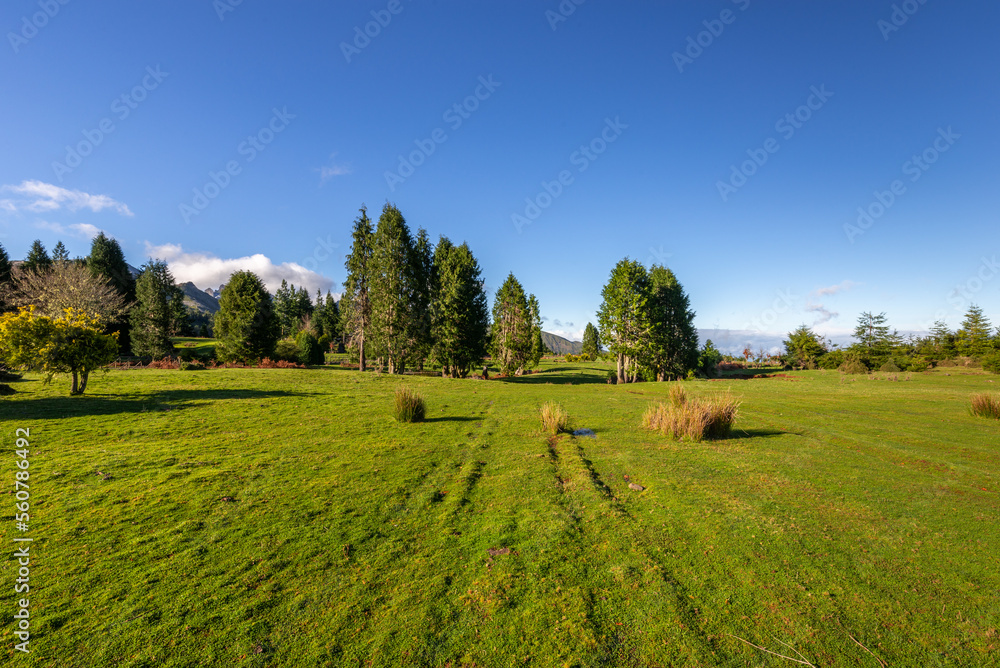 Green Forest panorama with green trees and grass on field. 
