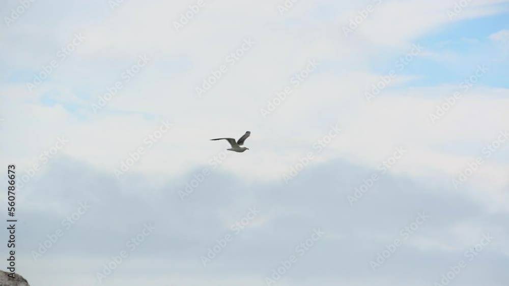 Panning Slow Motion Shot Of Seagull Flying In Cloudy Sky - San Francisco, California Panning Slow Motion Shot Of Seagull Flying In Cloudy Sky - San Francisco, California