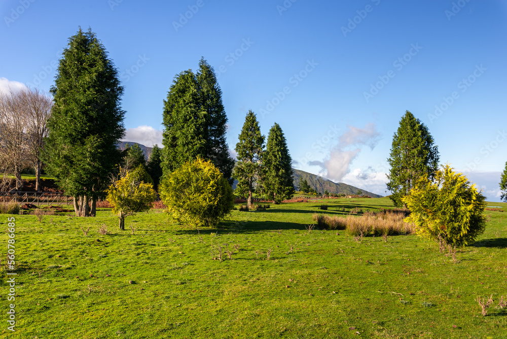 Green Forest panorama with green trees and grass on field. Green Forest panorama with green trees and grass on field.
