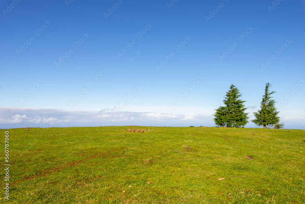 Obraz premium Green Forest panorama with green trees and grass on field. 