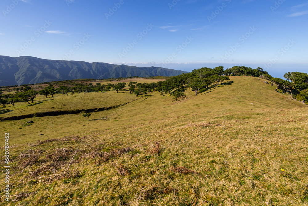 Green Forest panorama with green trees and grass on field. Green Forest panorama with green trees and grass on field.