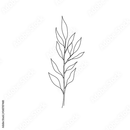 Outline plant eucalyptus leaf. One continuous line art decorative plant leaf. Editable stroke eucalyptus foliage floral element. Isolated vector illustration