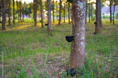 Tapping latex rubber tree, Rubber latex extracted from rubber tree.