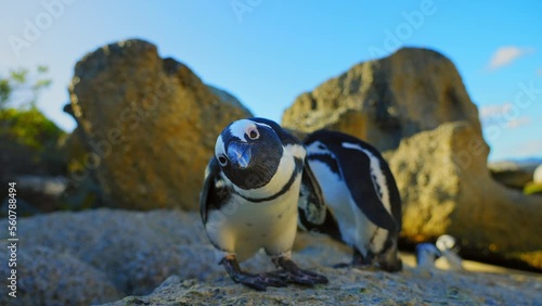Jackass Pinguin, (Spheniscus demersus), Boulder's Beach, Capetown