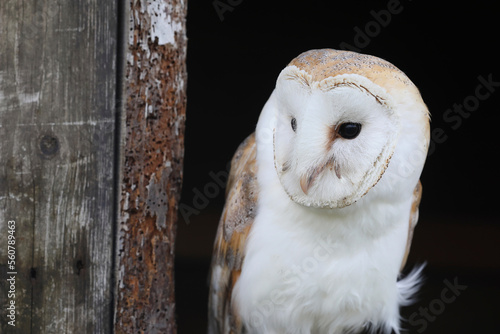 A portrait of a Barn Owl in the window of an old barn 