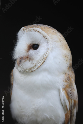 A portrait of a Barn Owl against a black background 