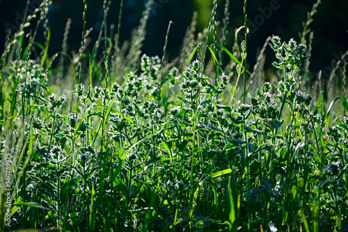 trawy i dzikie rośliny w słońcu, pod słońce, łąka w słońcu, grass under the evening rays of the sun