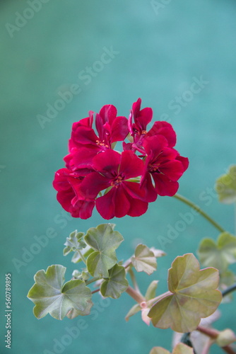 Geranium Peltatum, Ivy-leaf geranium, Hanging geranium with purple flowers, on green background photo