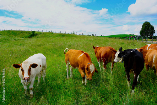 krowy na łące, cows in the meadow, wiejski krajobraz
