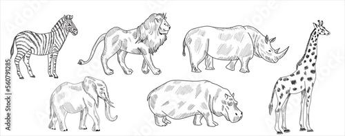 Animals a sketch drawing vector illustration