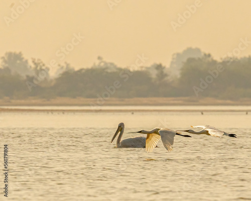 A pelican with two spoon billed in a lake