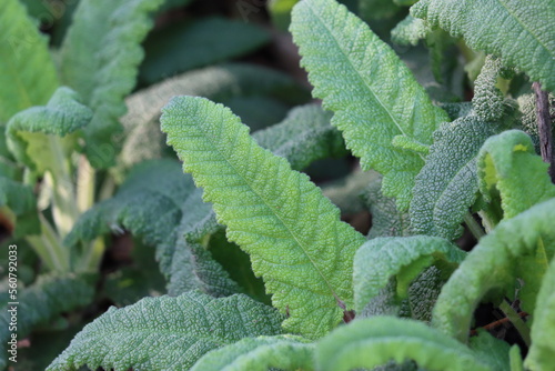 Green simple opposite revolute crenate trichomatic oblongly deltoid leaves of Salvia Spathacea, Lamiaceae, native perennial monoclinous herb in the Santa Monica Mountains, Winter.