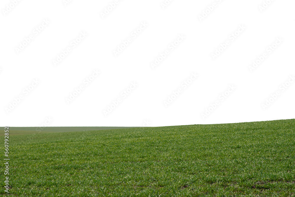 Obraz premium Green field as a background. Green grass in spring isolated on white background.