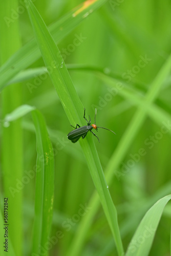 closeup the small red black color firefly beetle insect hold on paddy plant leaf soft focus natural green brown background.